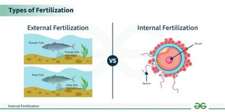 Why is self fertilization bad?