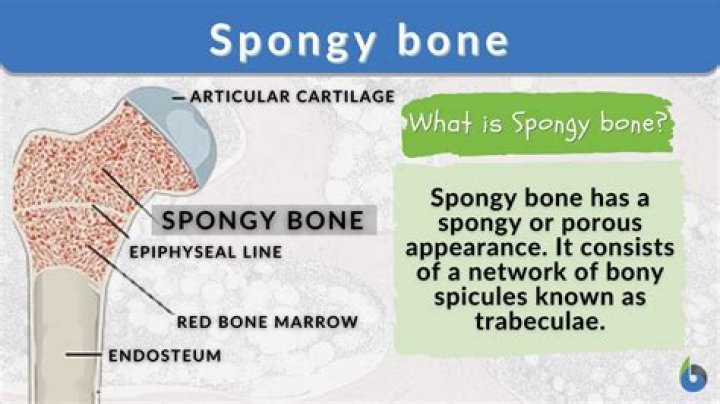 Why is spongy bone located where it is?