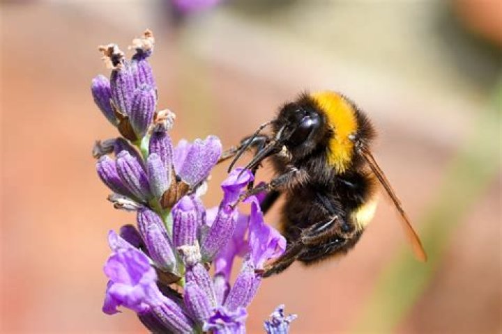 Why is the bumble bee endangered?