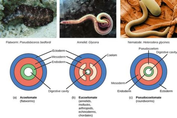 Why is the coelom in ascaris described as pseudocoelom?