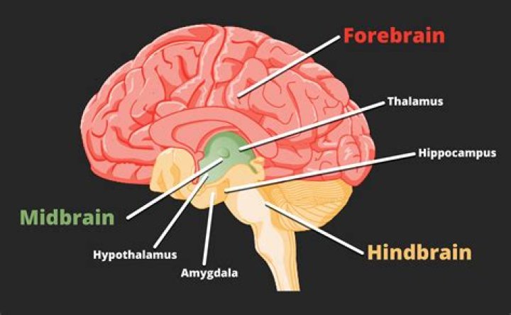 Why is the hindbrain known as the old brain?