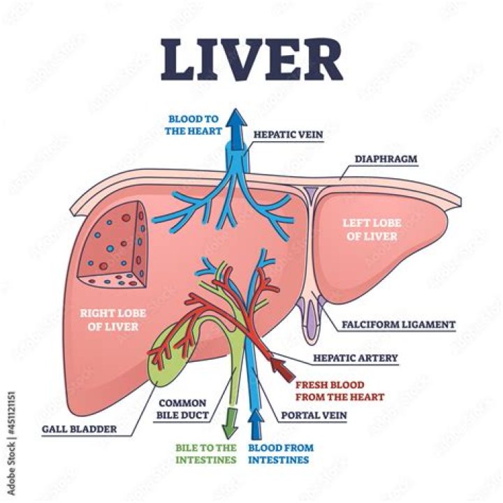 Why is the liver an organ?