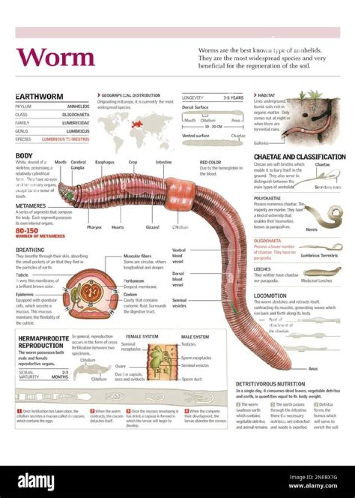 Why is the skin of earthworm moist?