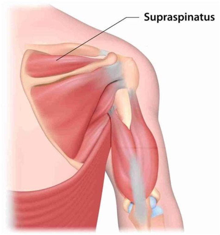 Why is the supraspinatus muscle vulnerable to injury?