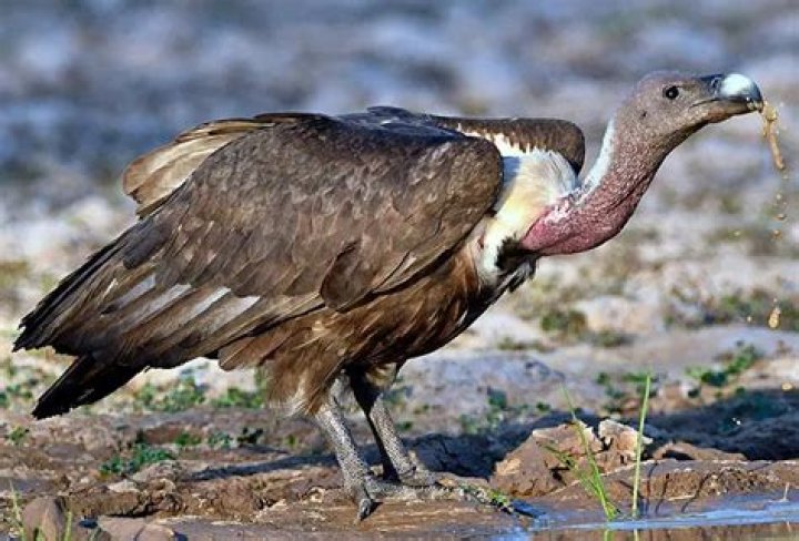 Why is the white rumped vulture endangered?