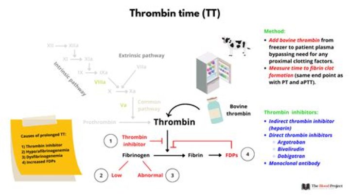 Why is thrombin important?