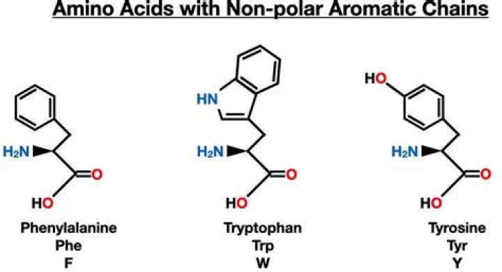 Why is tyrosine polar?