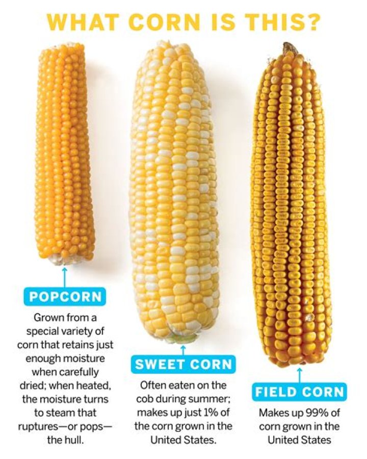 Why isn't corn digestible?