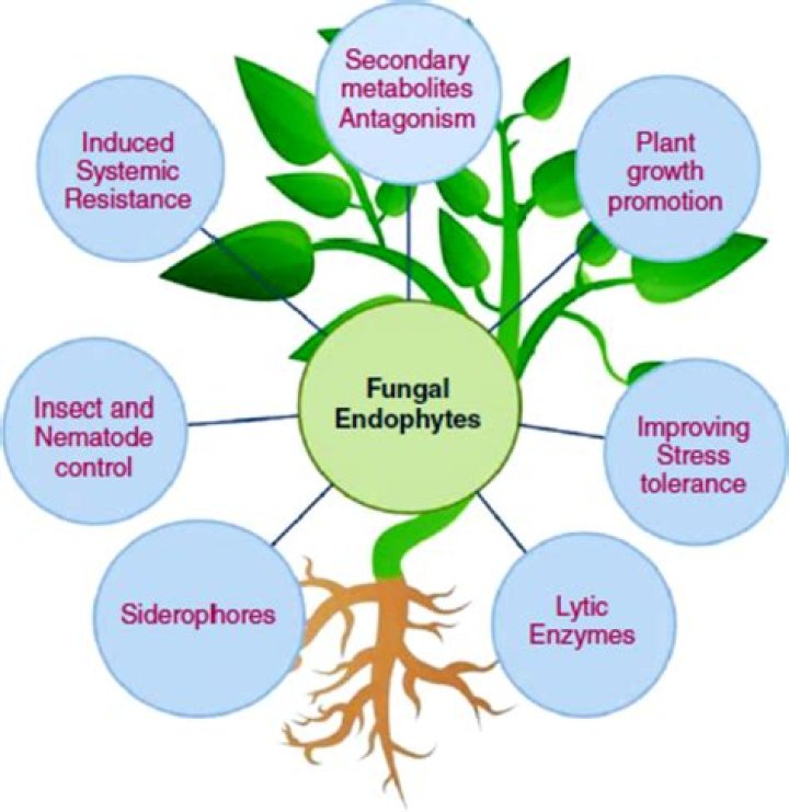 Why isolated endophytic fungi?