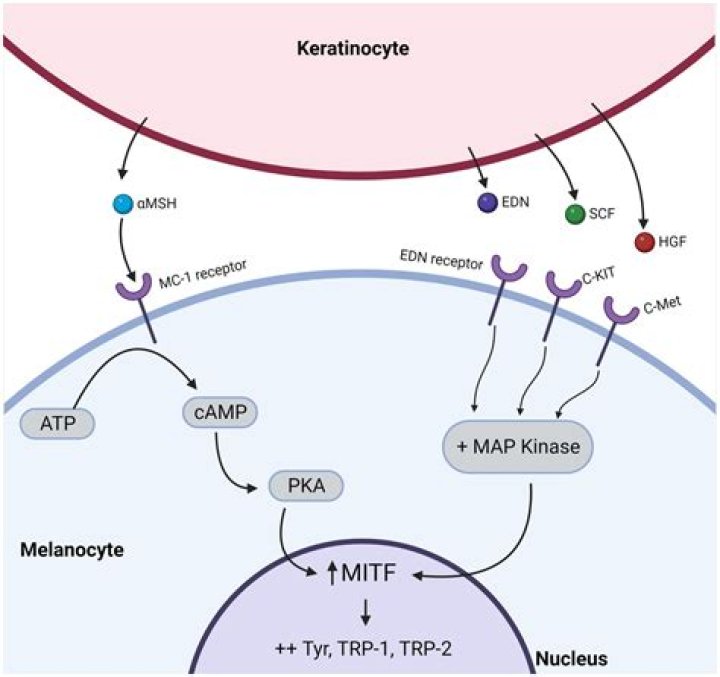 Why melanocytes is important?