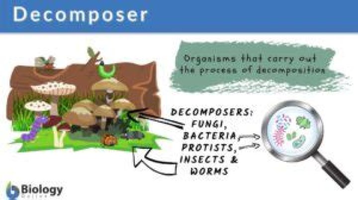 Why microbes are called decomposers?