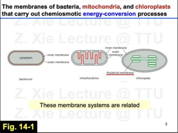 Why mitochondria is self replicating?