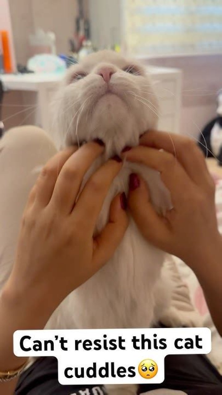 Why my cat loves to cuddle?