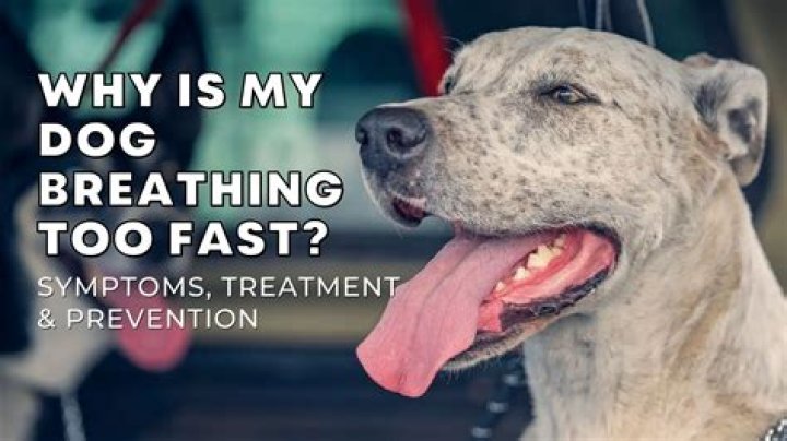 Why my dog breathes fast?