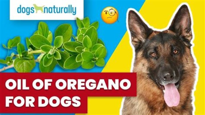 Why oregano is good for dogs?