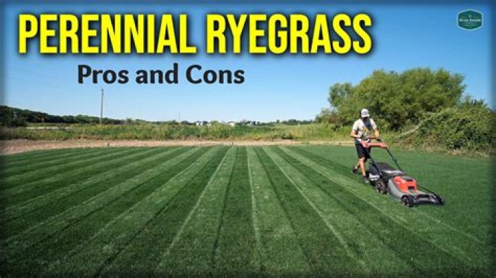Why overseed with ryegrass?