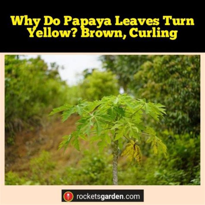 Why papaya leaves turn yellow?