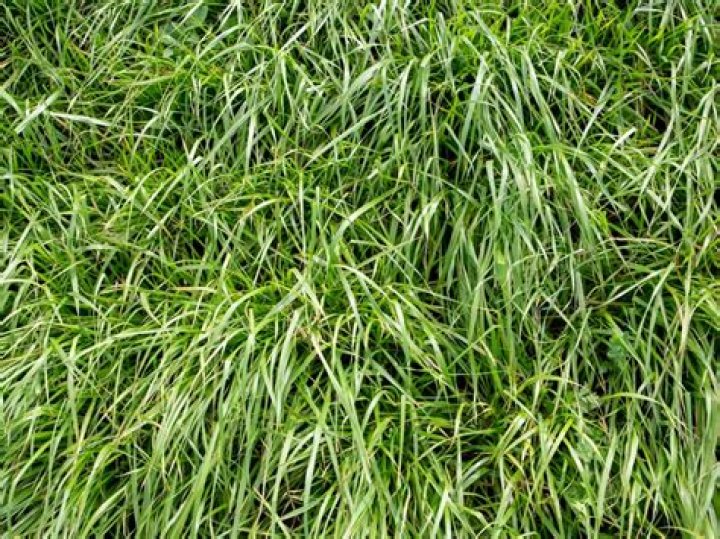 Why plant perennial ryegrass?