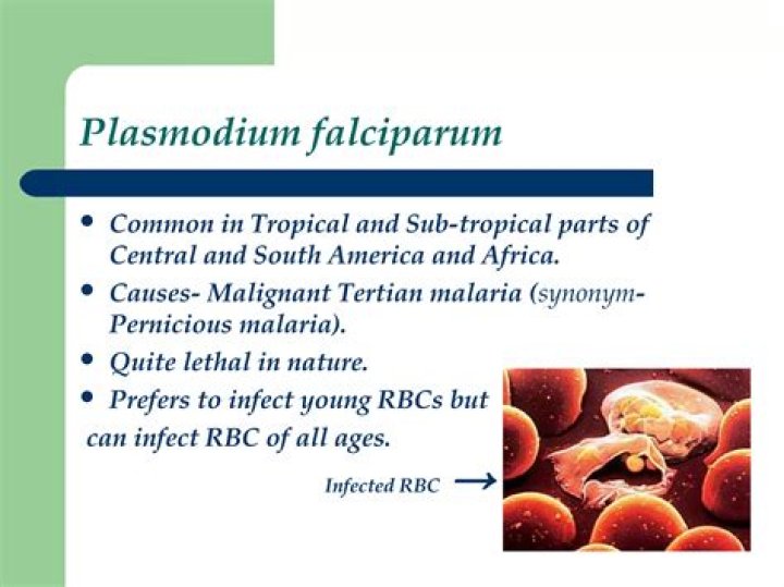 Why plasmodium prefers liver cells?
