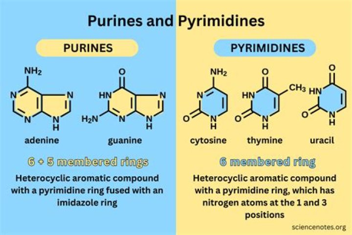 Why purine must pair with pyrimidine?