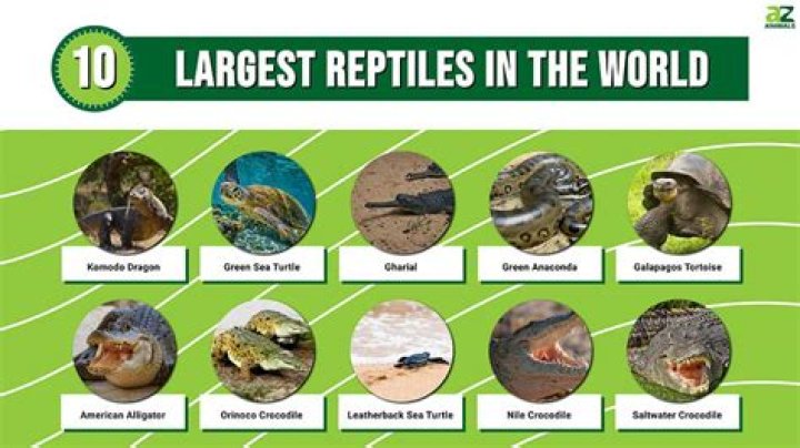 Why reptiles are successful on land?