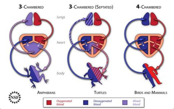 Why reptiles have 3 chambered heart?