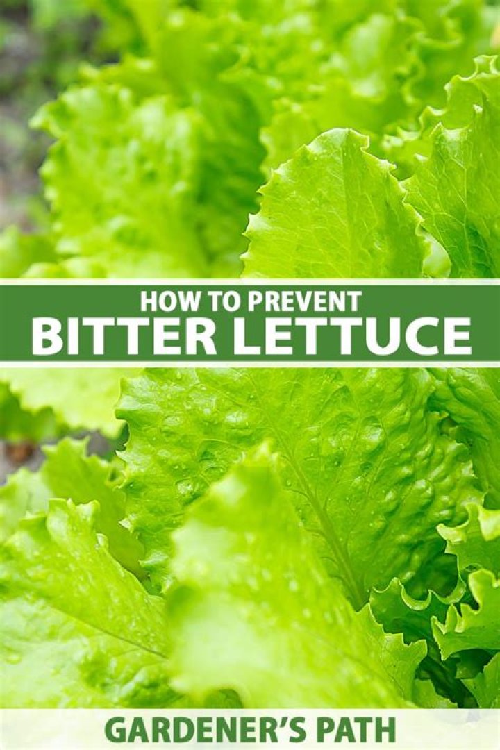 Why romaine lettuce is bitter?