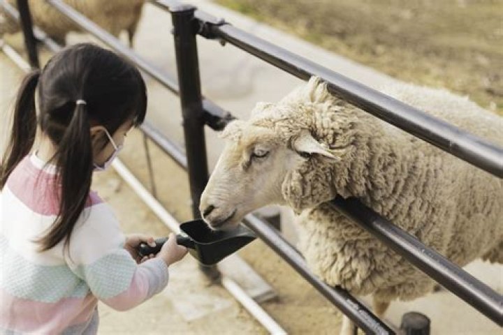 Why sanctuaries are better than zoos?