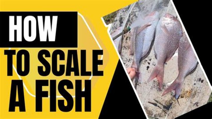 Why scale a fish?