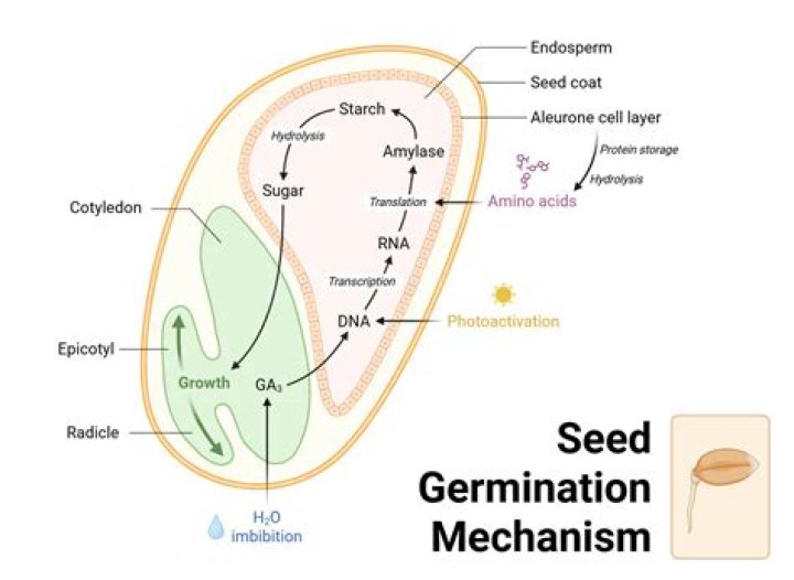 Why seed shrivels and becomes small after germination?