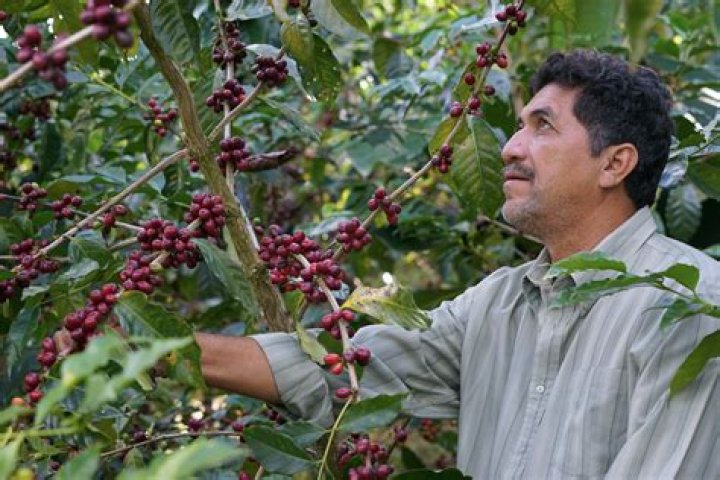 Why shade grown coffee is better?