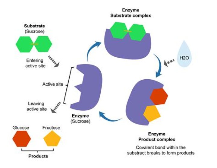 Why sucrose is called invertase?