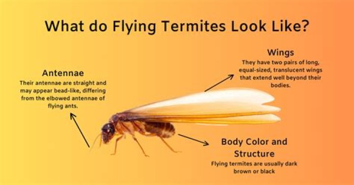 Why termites lose their wings?