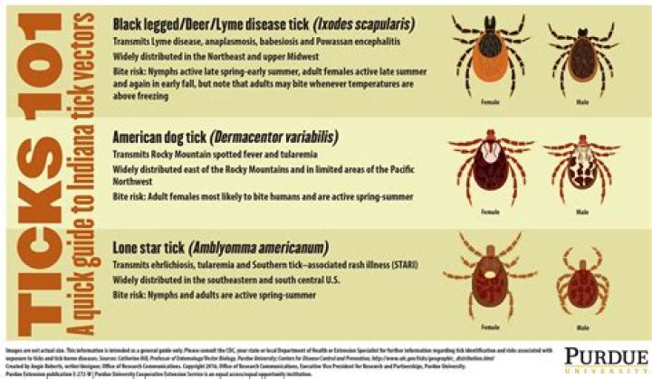 Why ticks are dangerous?
