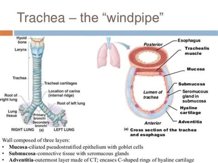 Why trachea is c shaped?