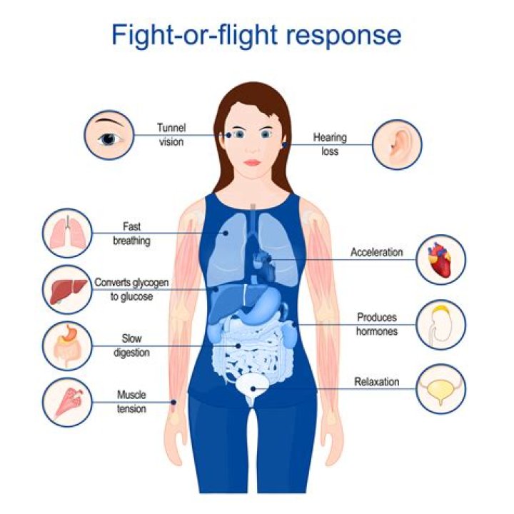 Why vasoconstriction during fight or flight?