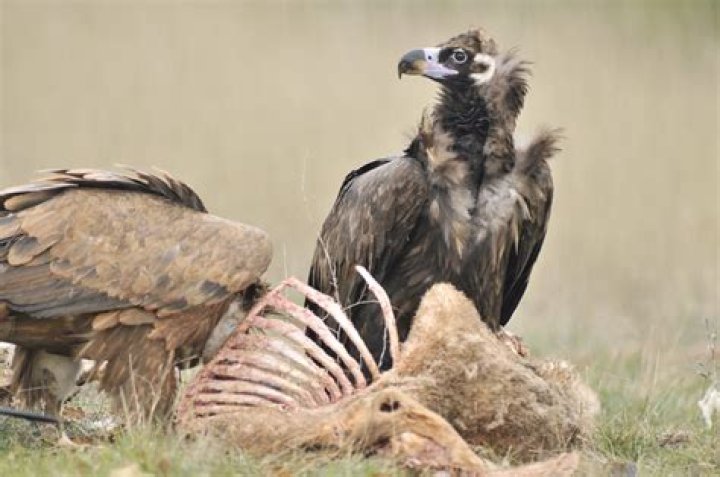 Why vultures eat dead animals?
