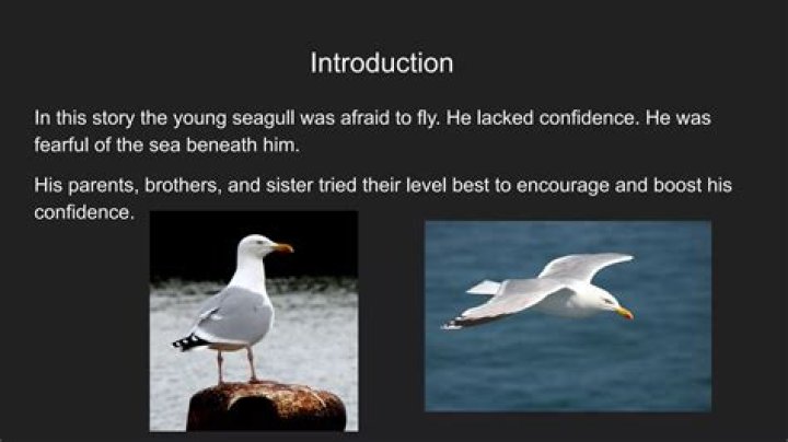 Why was the young seagull pretending to be asleep?