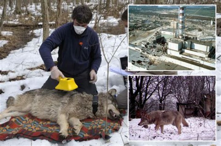 Why were animals killed in chernobyl?