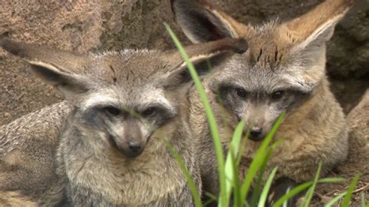 Why were foxes hunted?