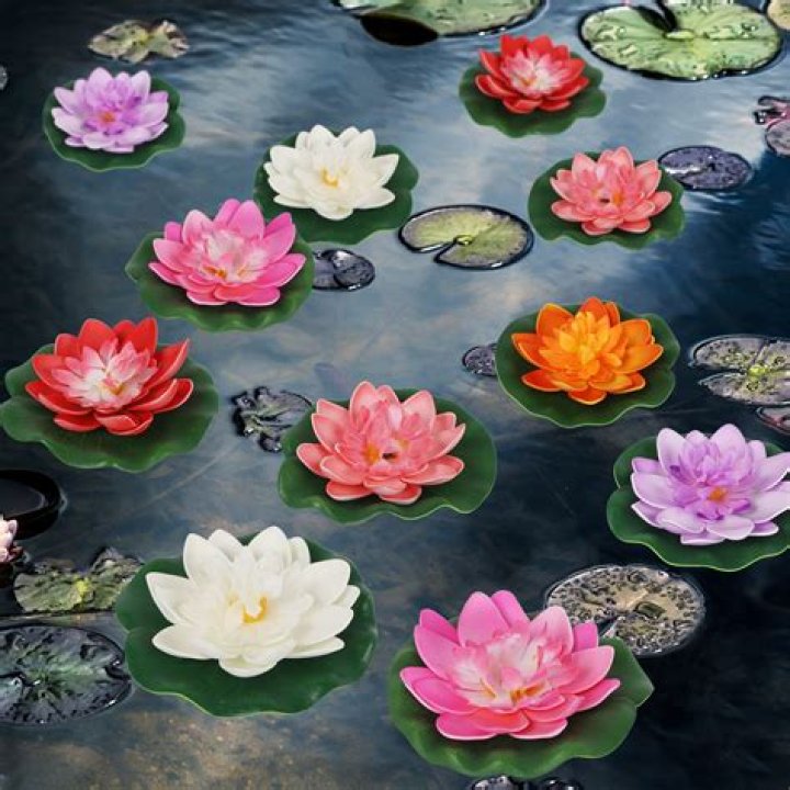 Why won't my water lily flower?