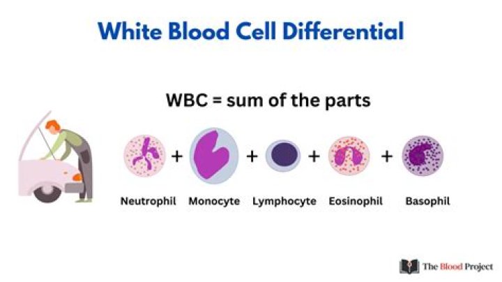 Why would my basophils be high?