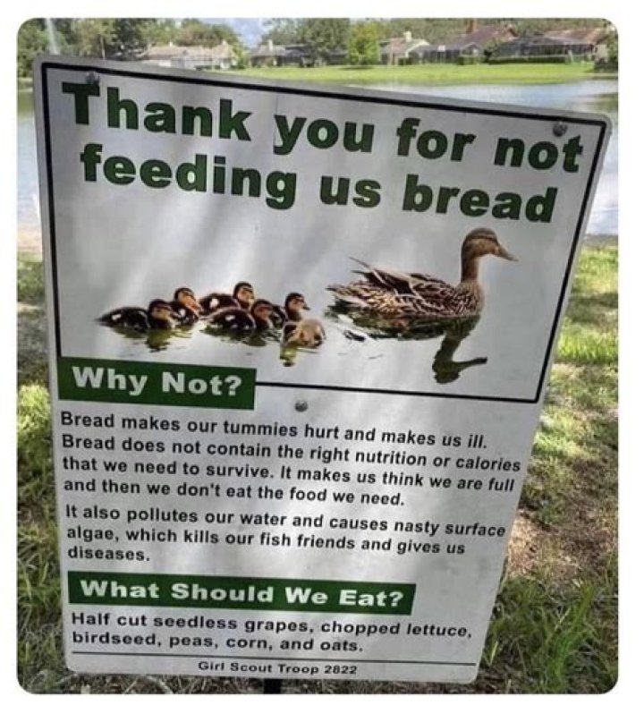 Why you should feed ducks bread?