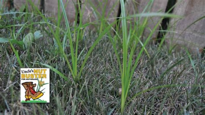 Will 24d kill nutgrass?