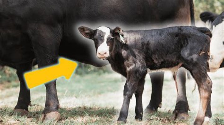 Will a bull hurt a newborn calf?