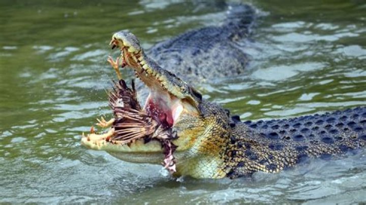 Will a crocodile eat a lion?