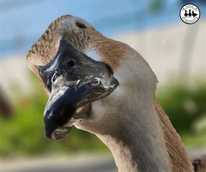 Will a duck's beak grow back?