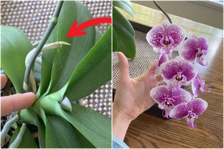 Will a gerbera daisy rebloom?