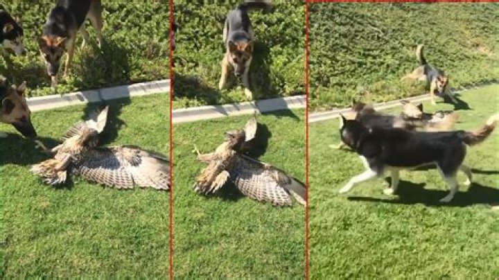 Will a hawk attack my dog?