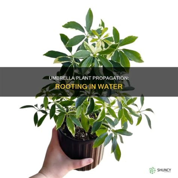 Will a leaf root in water?